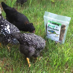 TradeKing grillos deshidratados para reptiles, opción de base nutricional.
