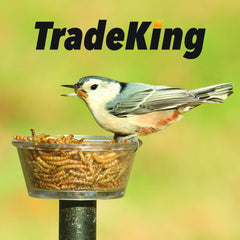 TradeKing gusanos de harina secos para gallinas