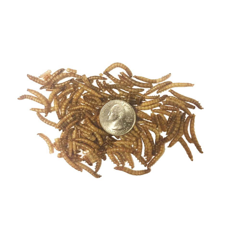 TradeKing gusanos de harina secos, alto contenido proteico para dietas equilibradas.