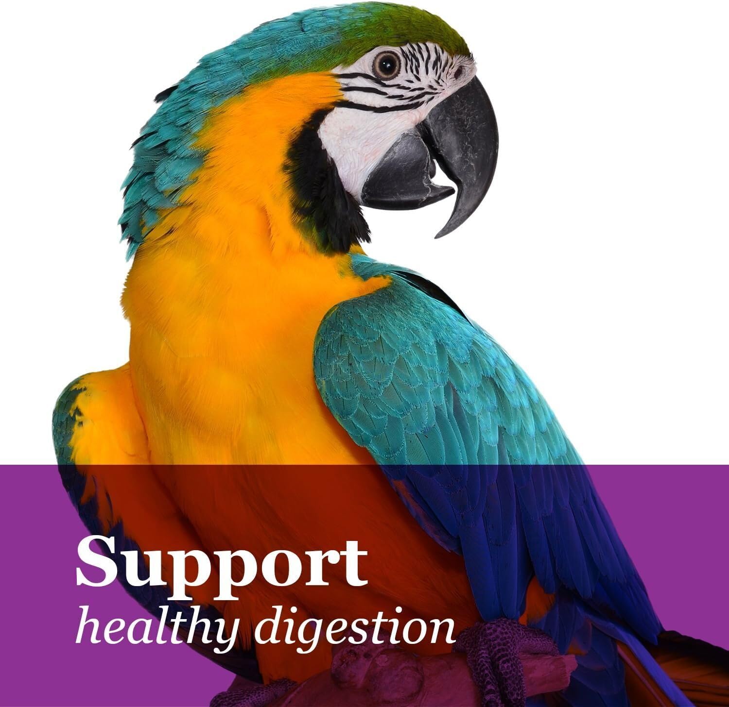 Dieta diaria balanceada para guacamayo con probióticos incluido