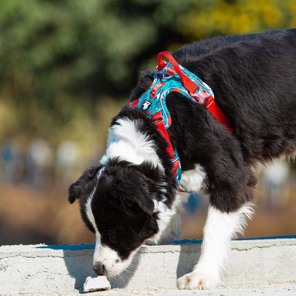 TRUE LOVE arnés acolchado en pecho para comodidad durante caminatas