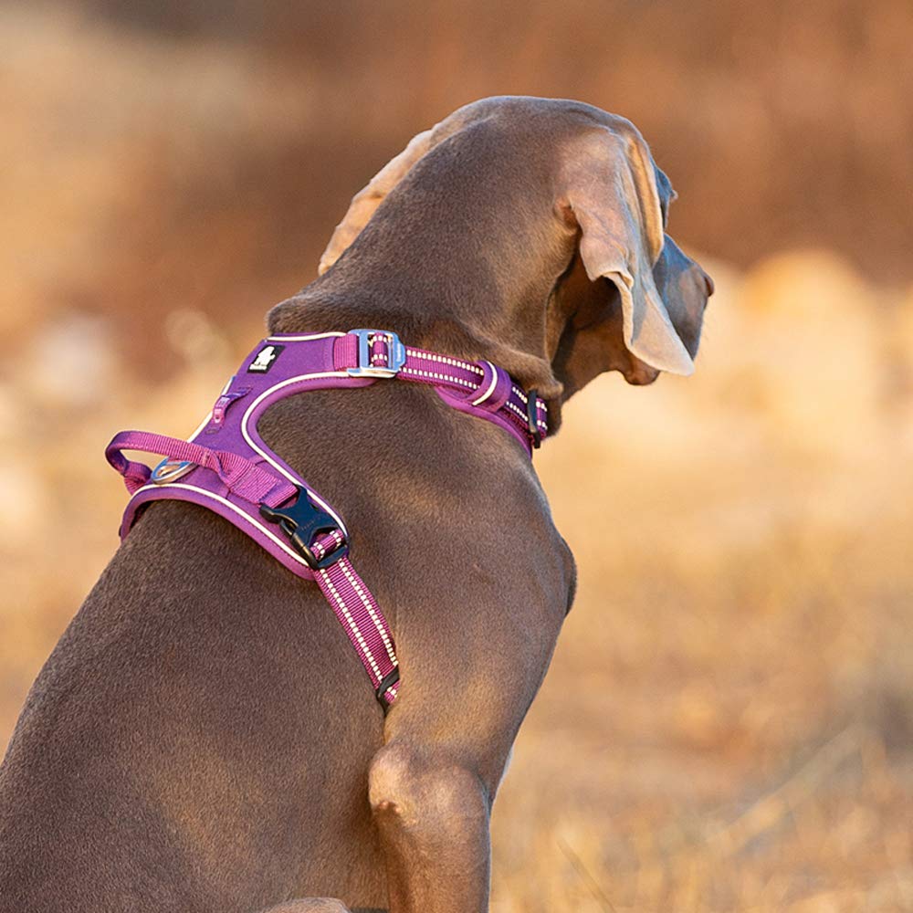 TRUE LOVE arnes colores brillantes para mayor visibilidad.