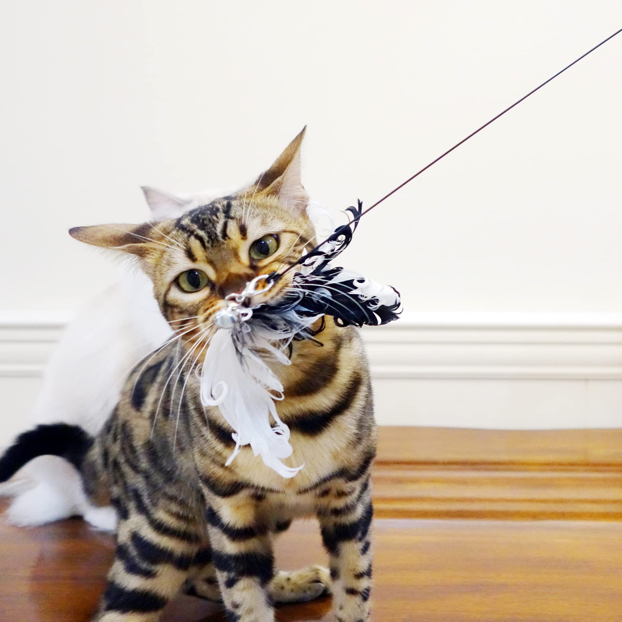 TTcat entrega de actividad para gatos, juego en interiores y estimulación diaria.