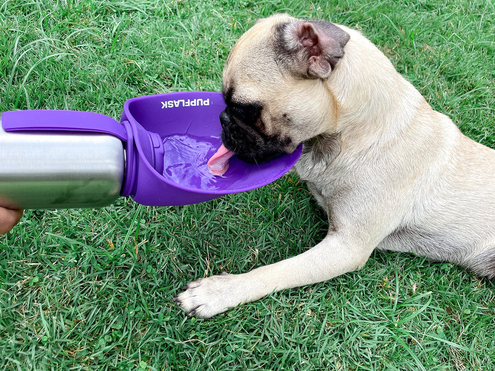 PupFlask para todas las razas, cómodo y práctico.