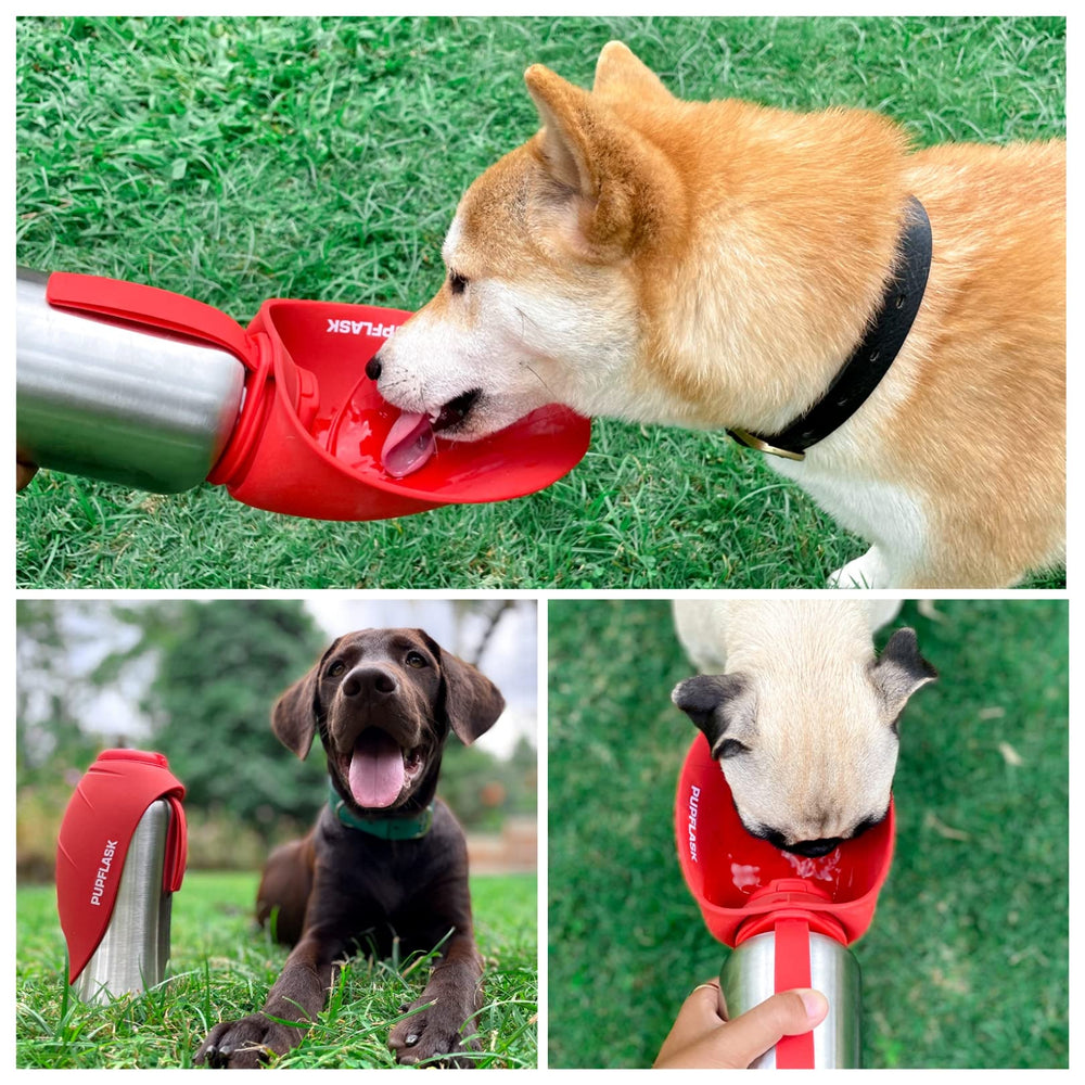 PupFlask para caminatas hidrata a tu perro en cada paso.