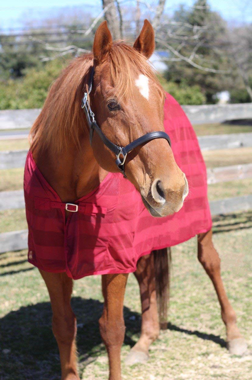 TuffRider Scrim Sheet burgundy, cierre velcro en tobillos para ajuste seguro