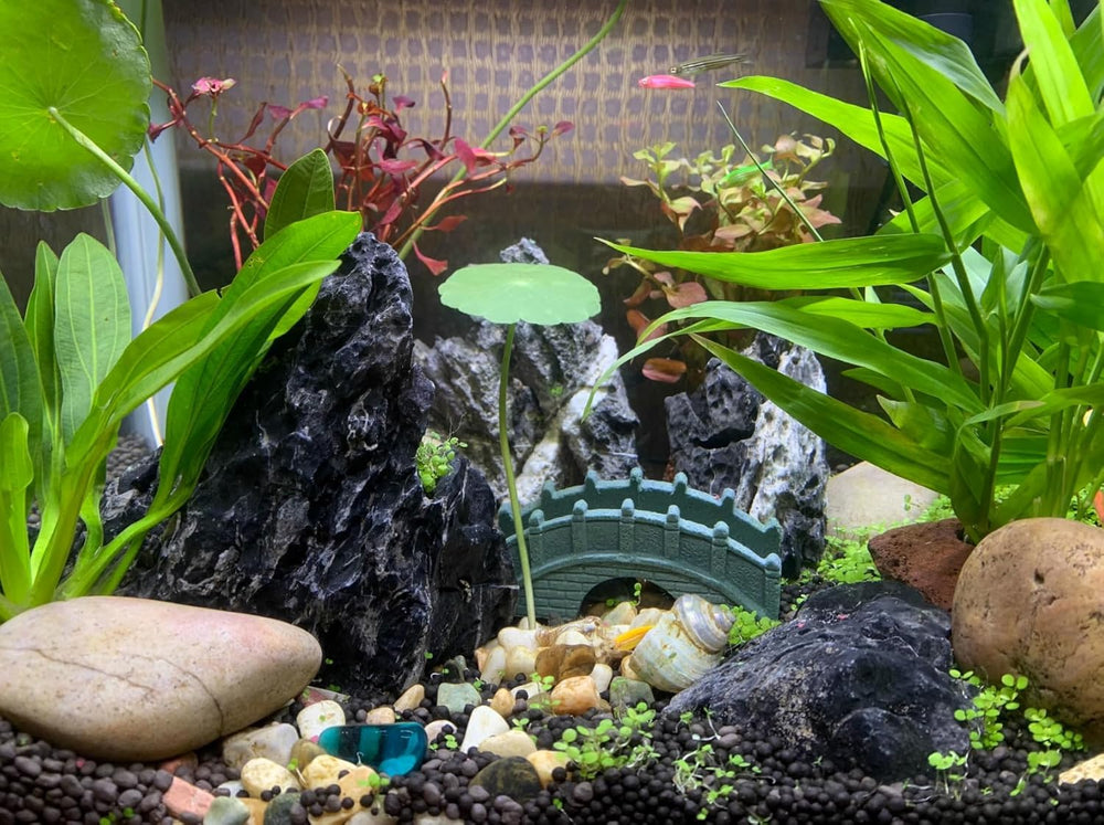 Seiryu para paludarios: piezas versátiles que protegen un ambiente natural y estable.