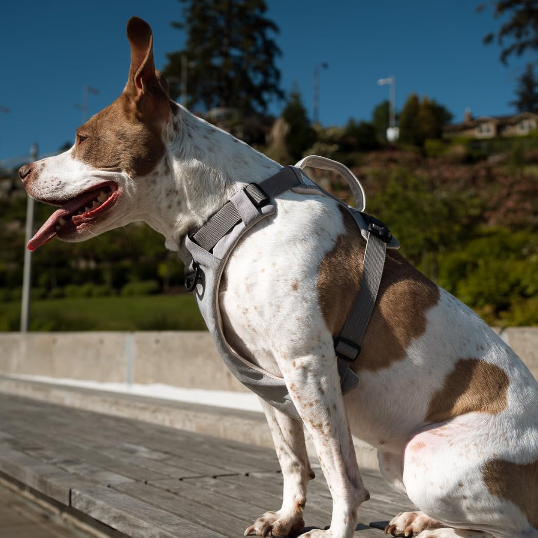 Up Dog Toys oficial Summit Assistance Dogs para confianza en entornos reales.