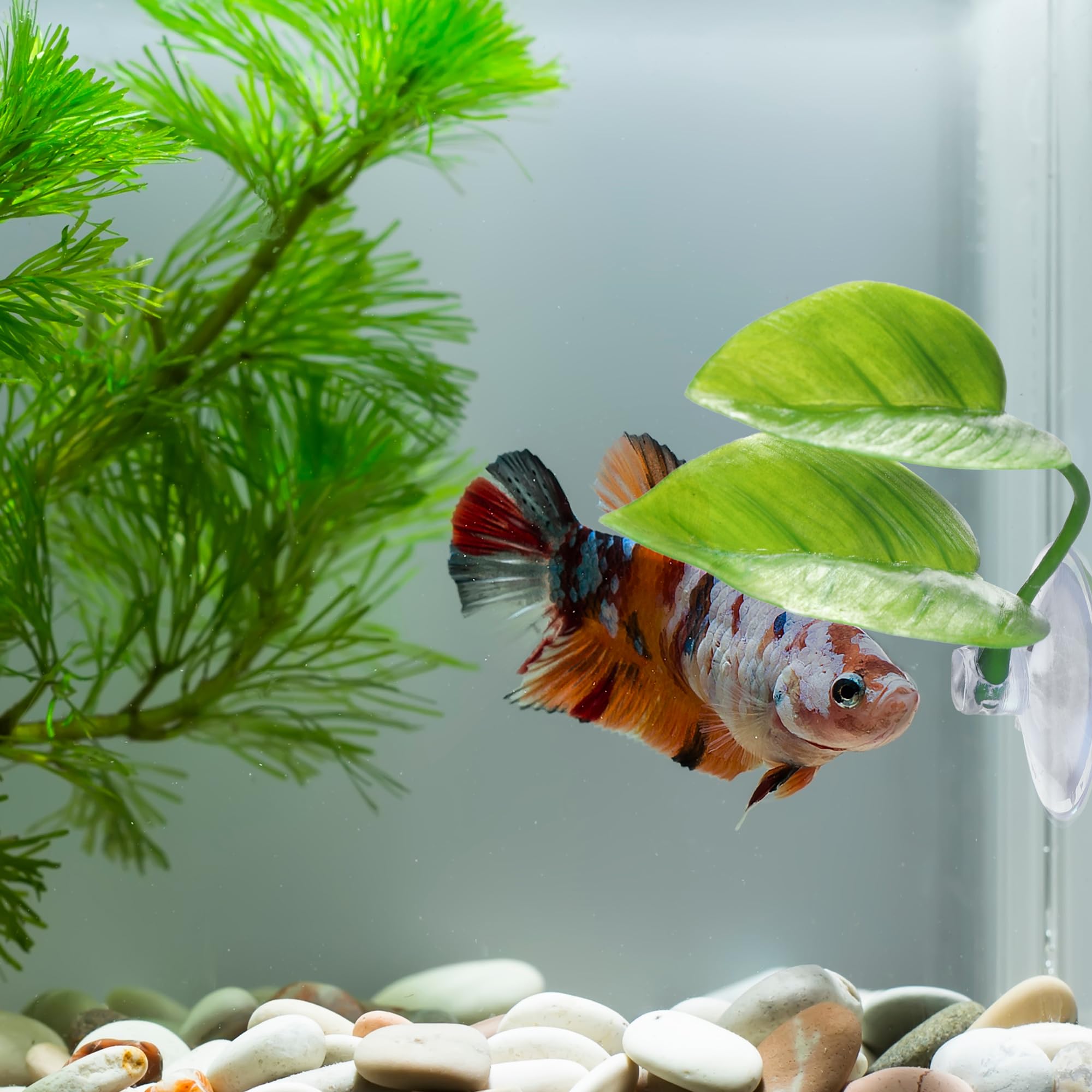 URATOT zona descanso para bettas en acuario.