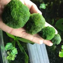 USRUTIUD bolas de algas verdes en el centro del acuario para un look fresco