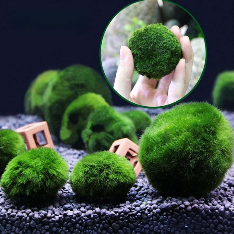 USRUTIUD bolas de algas verdes para acuario, ideal para crear puntos focales entre plantas