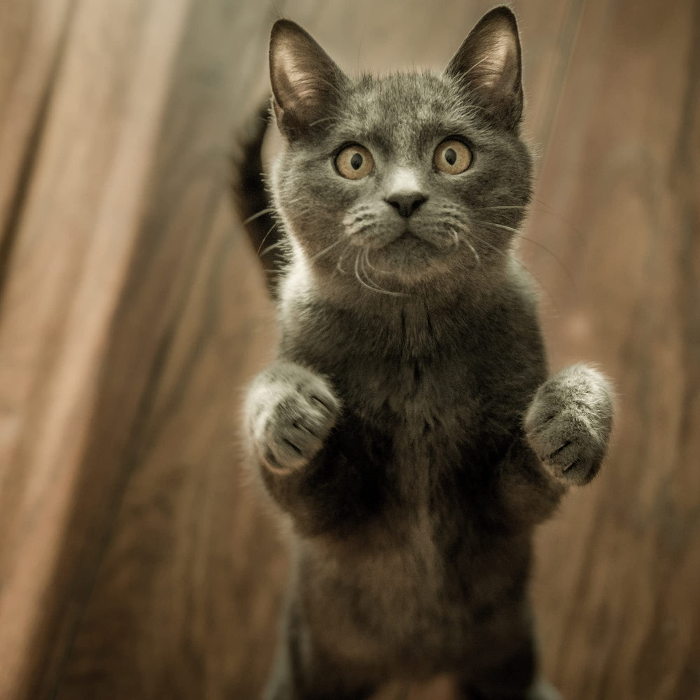 Synacore Feline: ingredientes clave para inmunidad y digestión