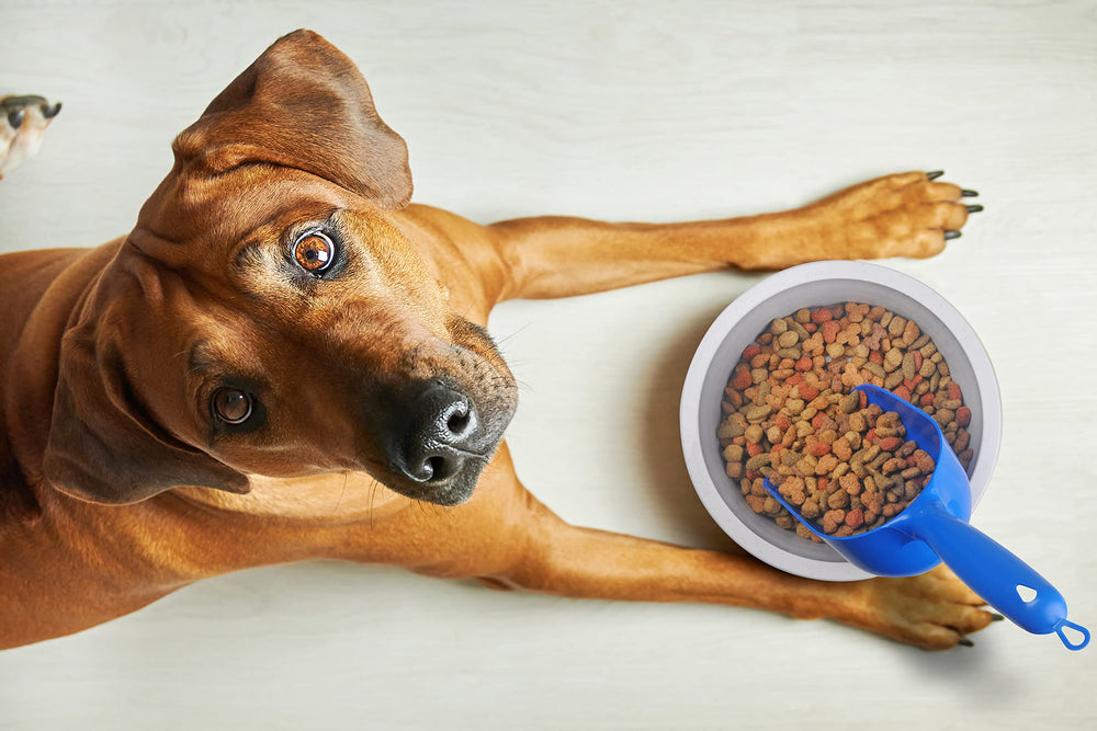Van Ness cuchara medidora, diseño ergonómico, facilita porciones precisas de comida para mascotas.