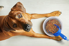 Van Ness cuchara medidora, diseño ergonómico, facilita porciones precisas de comida para mascotas.