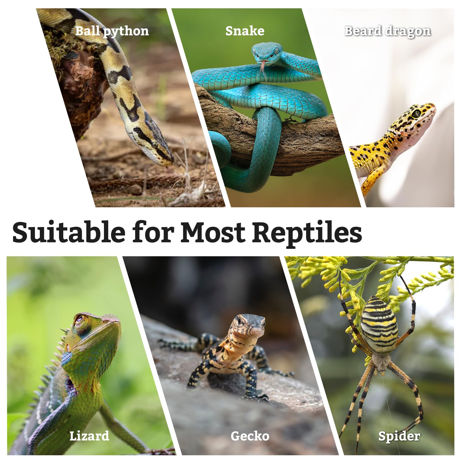 Rama trepadora VCEPJH, diseño natural que realza la estética del terrario.