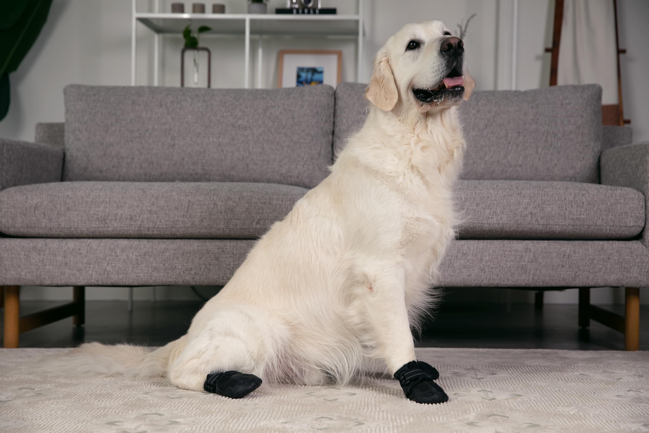 Versa Vine botas para perro en concreto caliente, protección y seguridad.