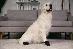 Versa Vine botas para perro en concreto caliente, protección y seguridad.
