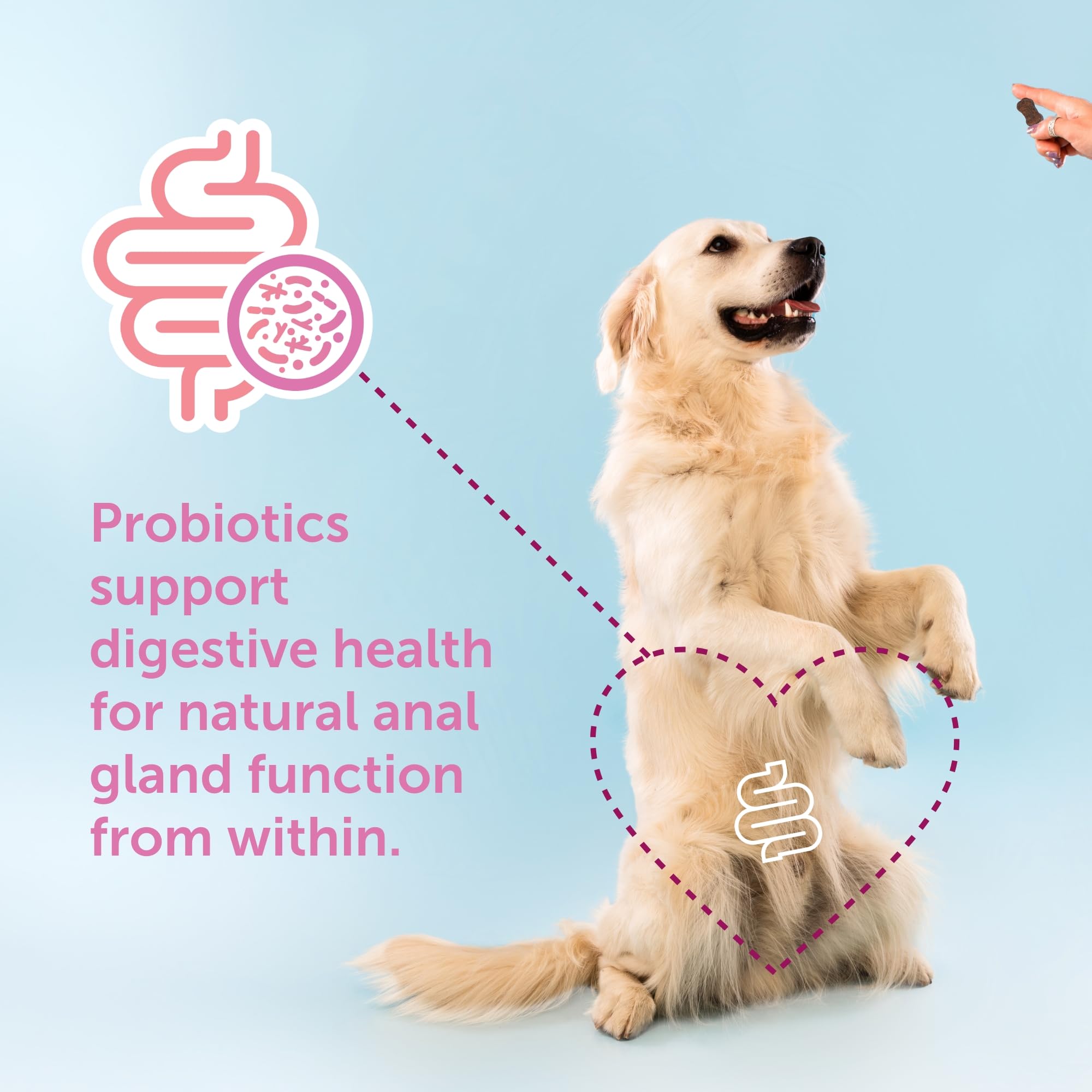 Gland-Ease perro masticando, uso diario para apoyo regular