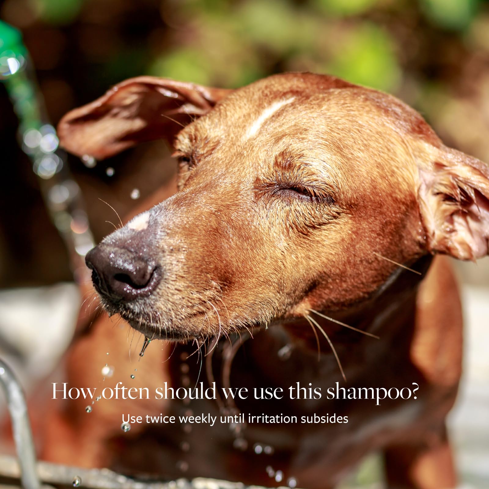 Champú apto para perros y gatos, pensado para piel sensible, con Veterinary Formula Clinical Care.
