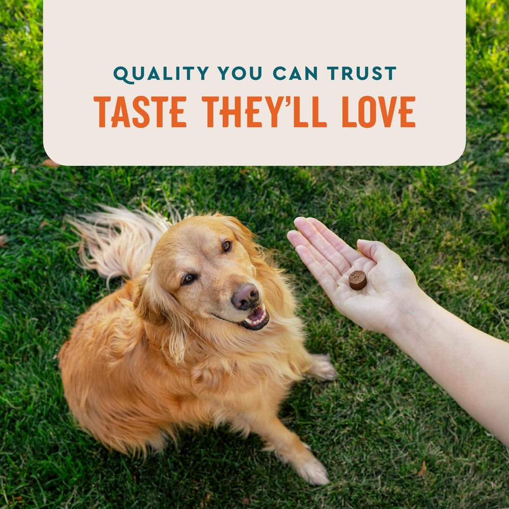 VetIQ Allergy Pro+ complemento para perros junto a su comida habitual