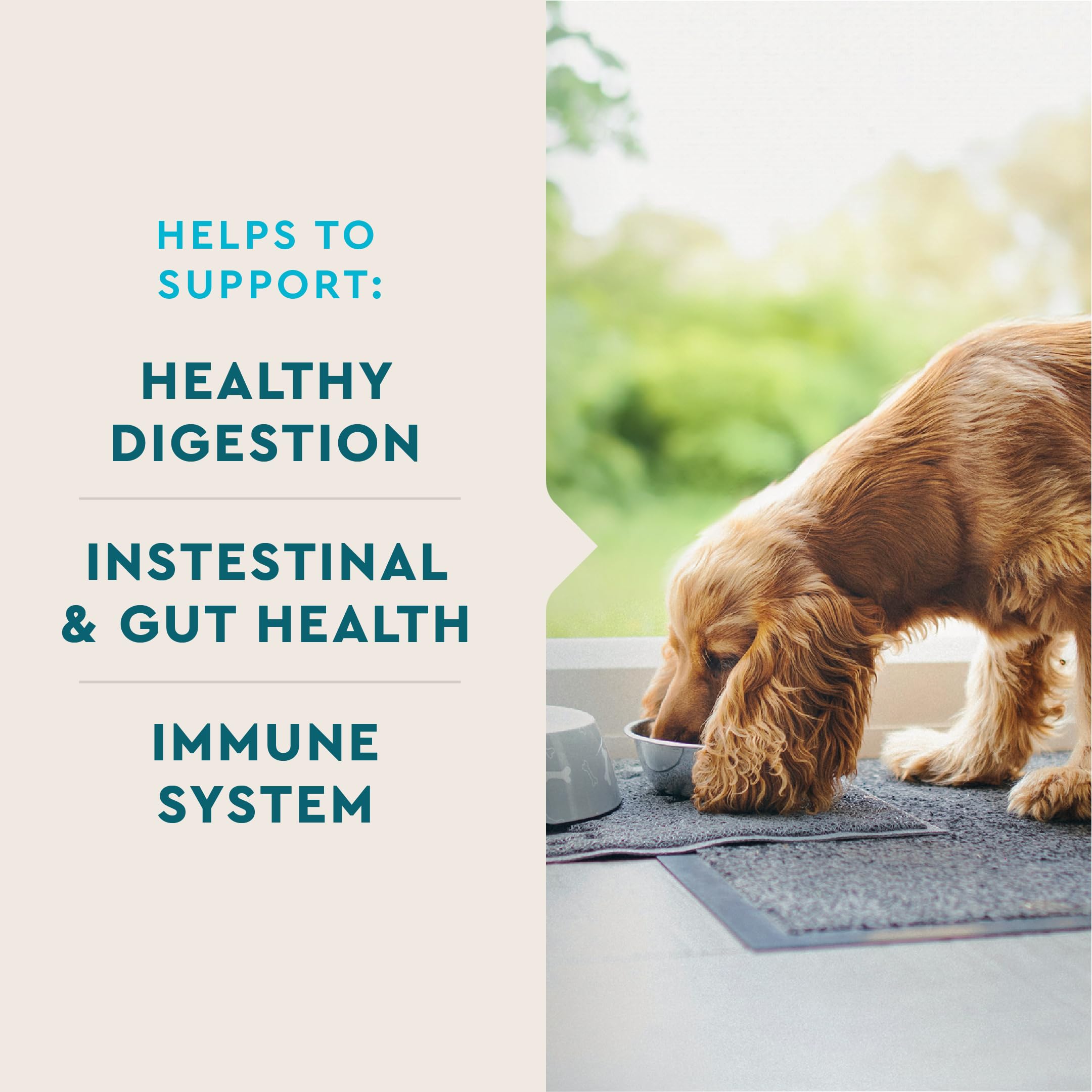 VetIQ probiótico para perros: flora intestinal equilibrada gracias a bacterias beneficiosas.