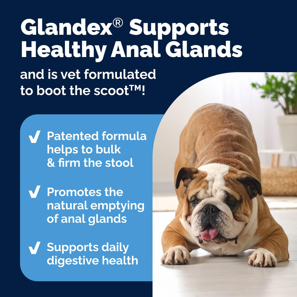 Glandex con enzimas digestivas y probióticos para apoyo intestinal en perros.