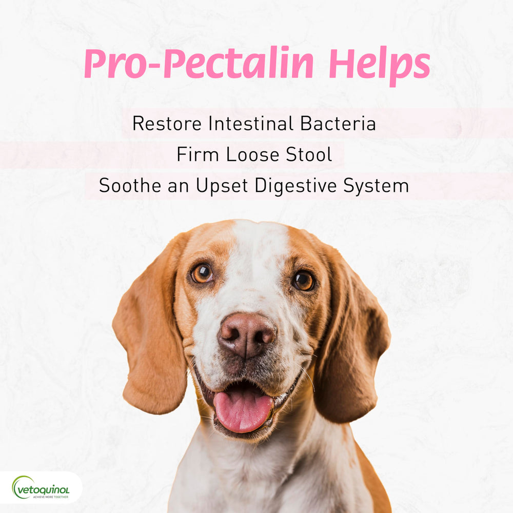 Pasta oral Pro-Pectalin, frasco de 15cc, ayuda a manejar diarrea ocasional.
