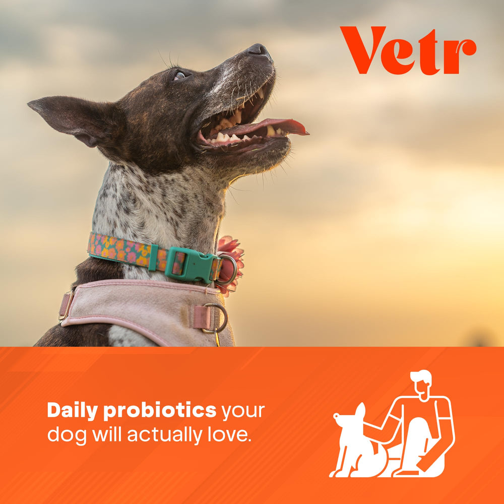 Vetr Probiotic Chews, uso diario para digestión en perros de todas las razas.