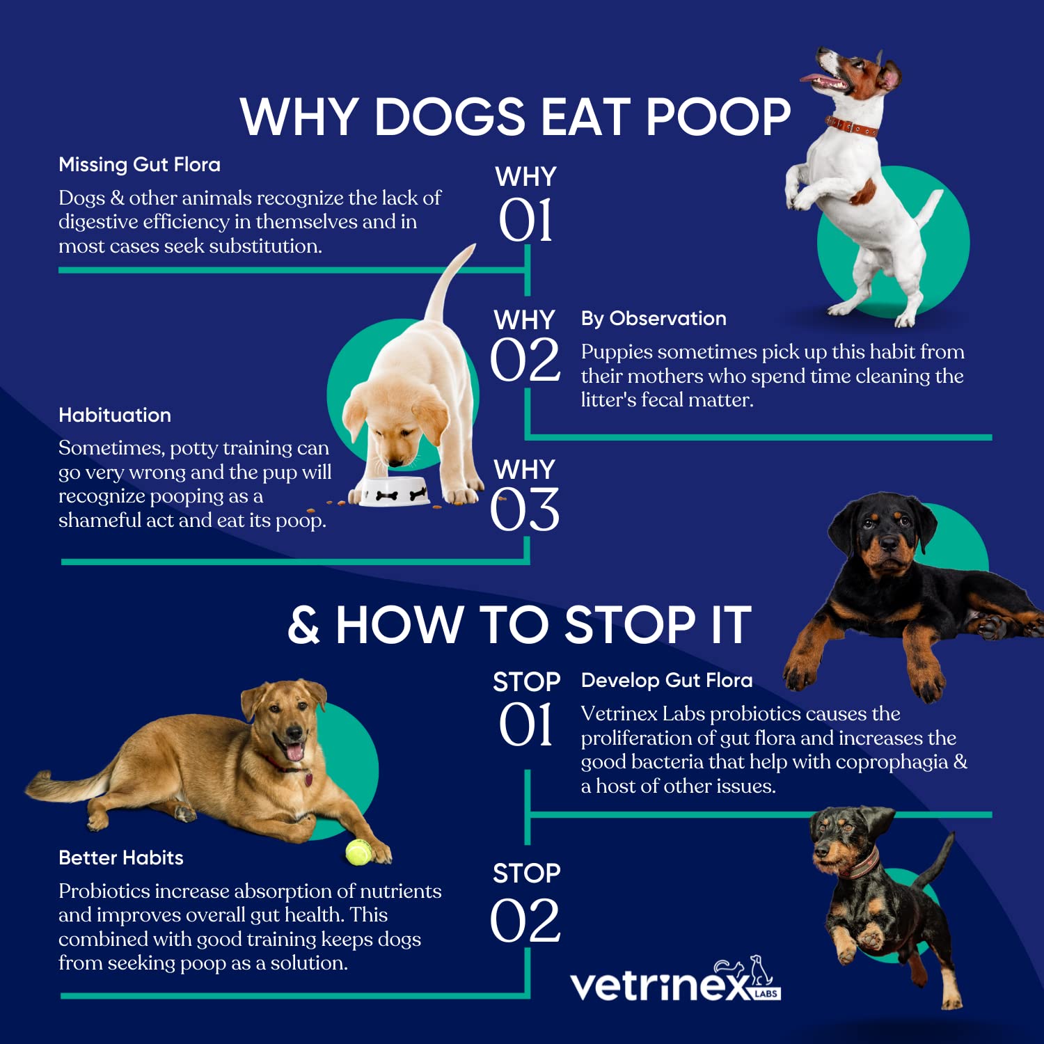 Vetrinex Labs uso diario para gatos y cachorros, posible apoyo digestivo.