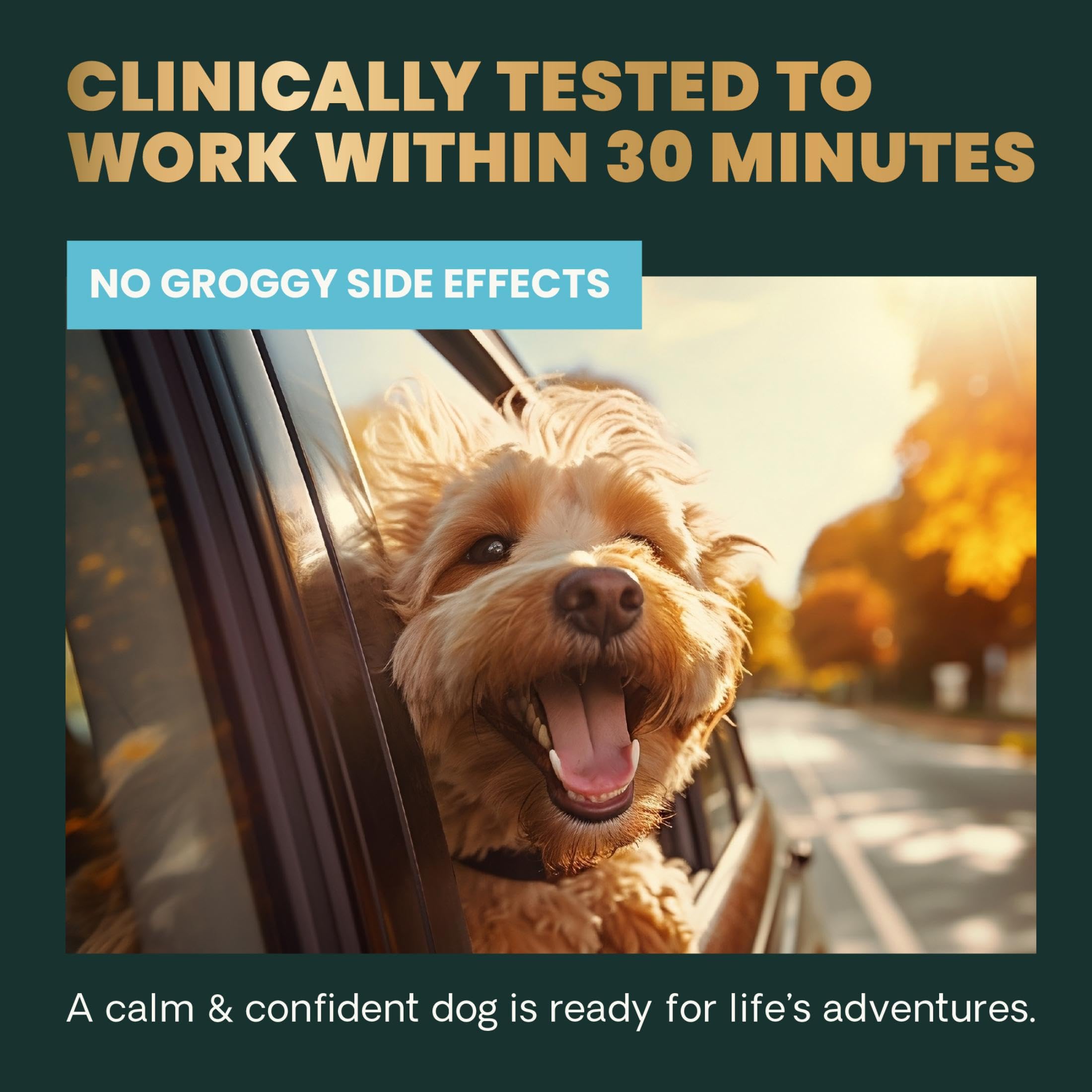 VETRISCIENCE Calm & Confident perro durante viaje en coche.