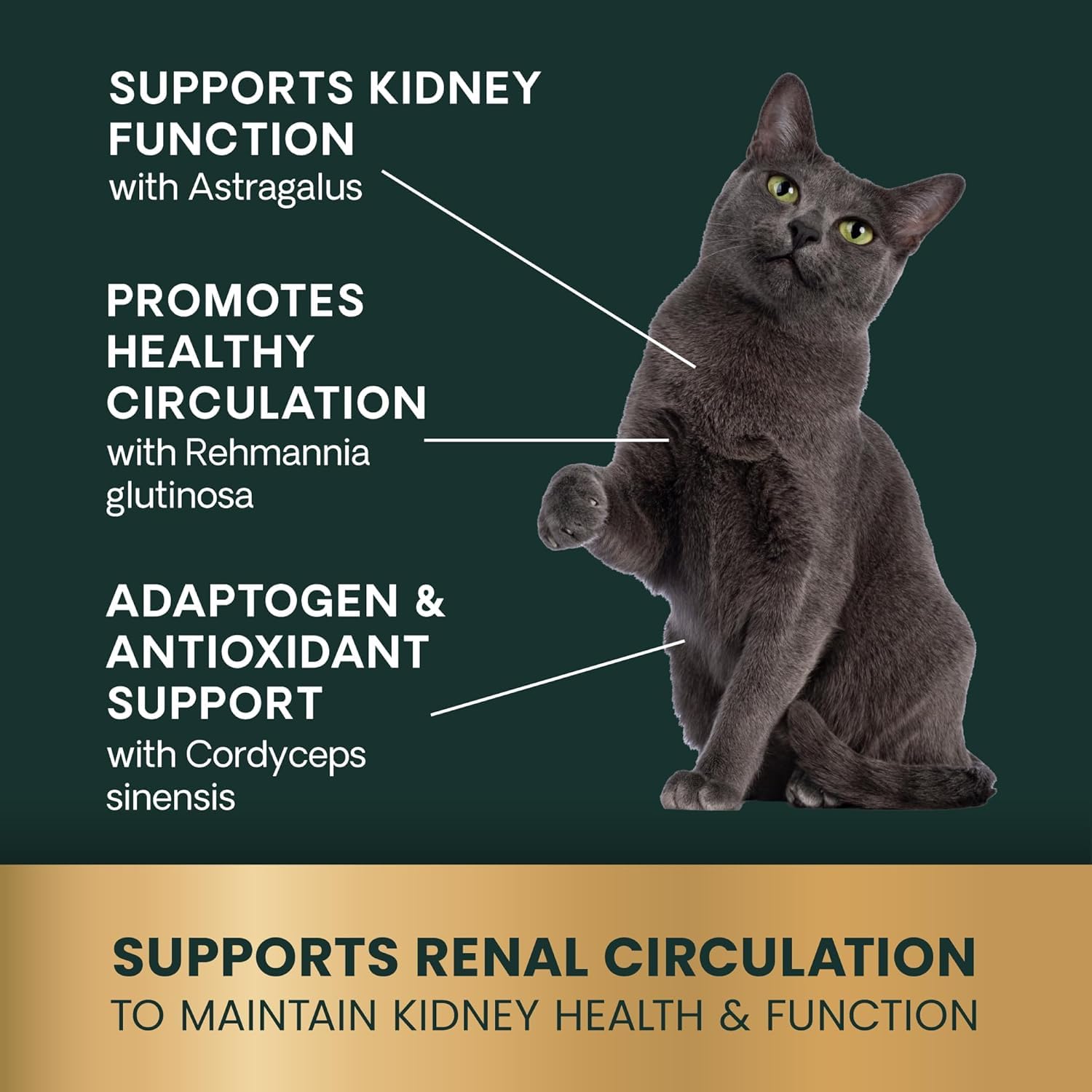 VetriScience cuidado renal diario para gatos