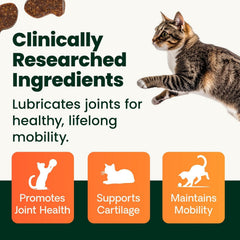 VetriScience glucosamina y MSM para gato, apoyo a la salud de articulaciones