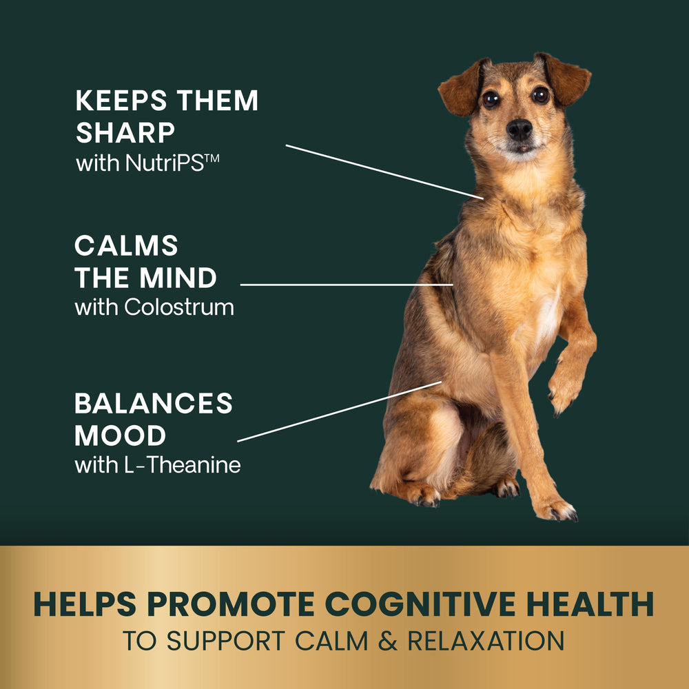 VETRISCIENCE Senior Calm & Confident, perro mayor feliz gracias al apoyo calmante.