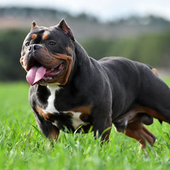 VICTOR Bully Fuel, Omega 3 y 6 para piel suave y pelaje brillante.