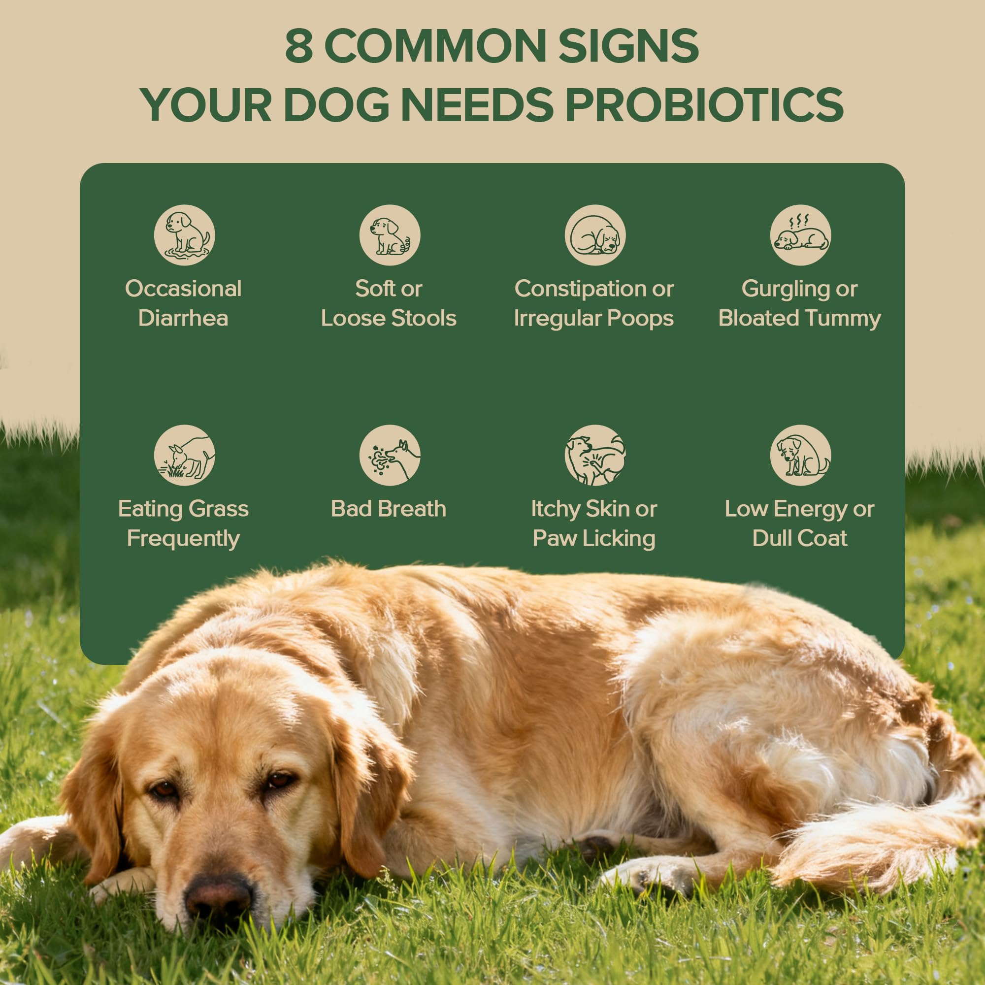 VientoSeek Probiotics para perros: apoyo para orejas sanas y confort
