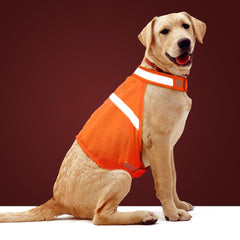 Vizbrite chaleco para perros, enfoque frontal, alta visibilidad para paseos nocturnos.