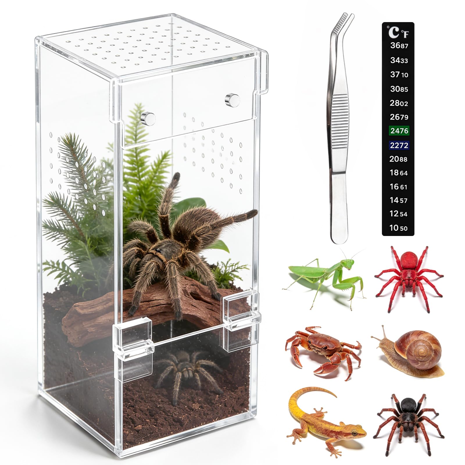 Vodolo jaula para araña saltadora con visión 360 para observación detallada