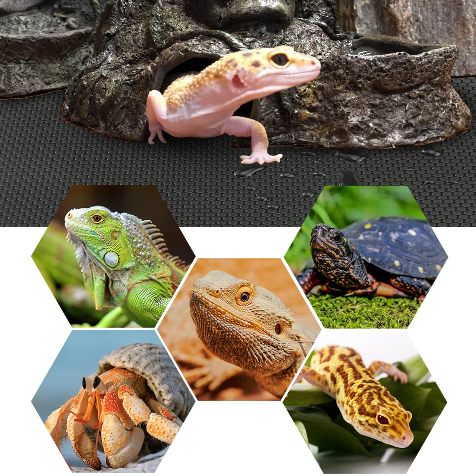 Vodolo superficie lisa no adherente para terrario reptil, limpieza fácil