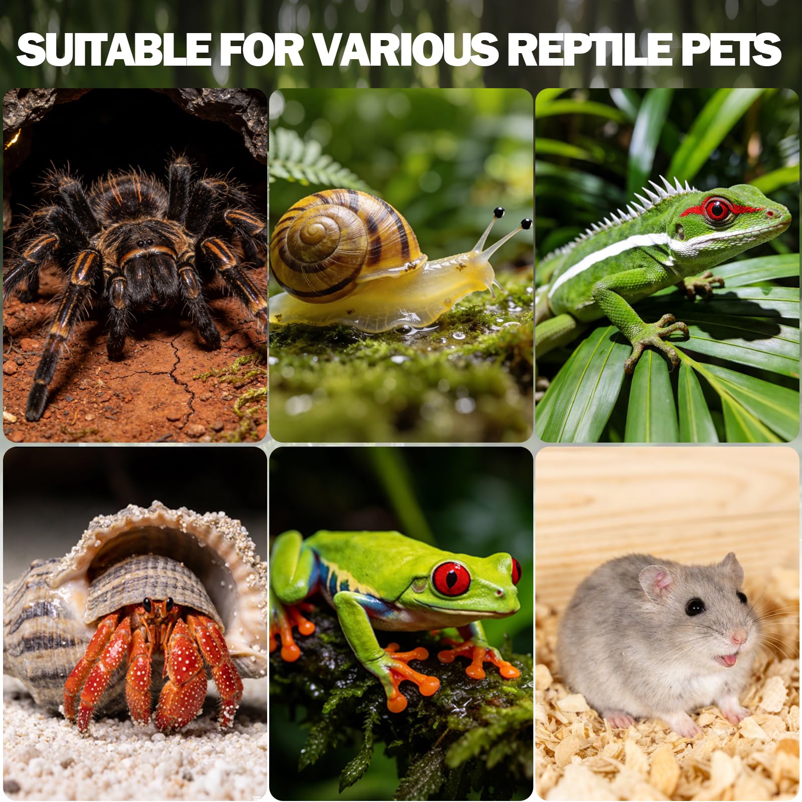 Vodolo habitat versatil para insectos y arácnidos pequeños