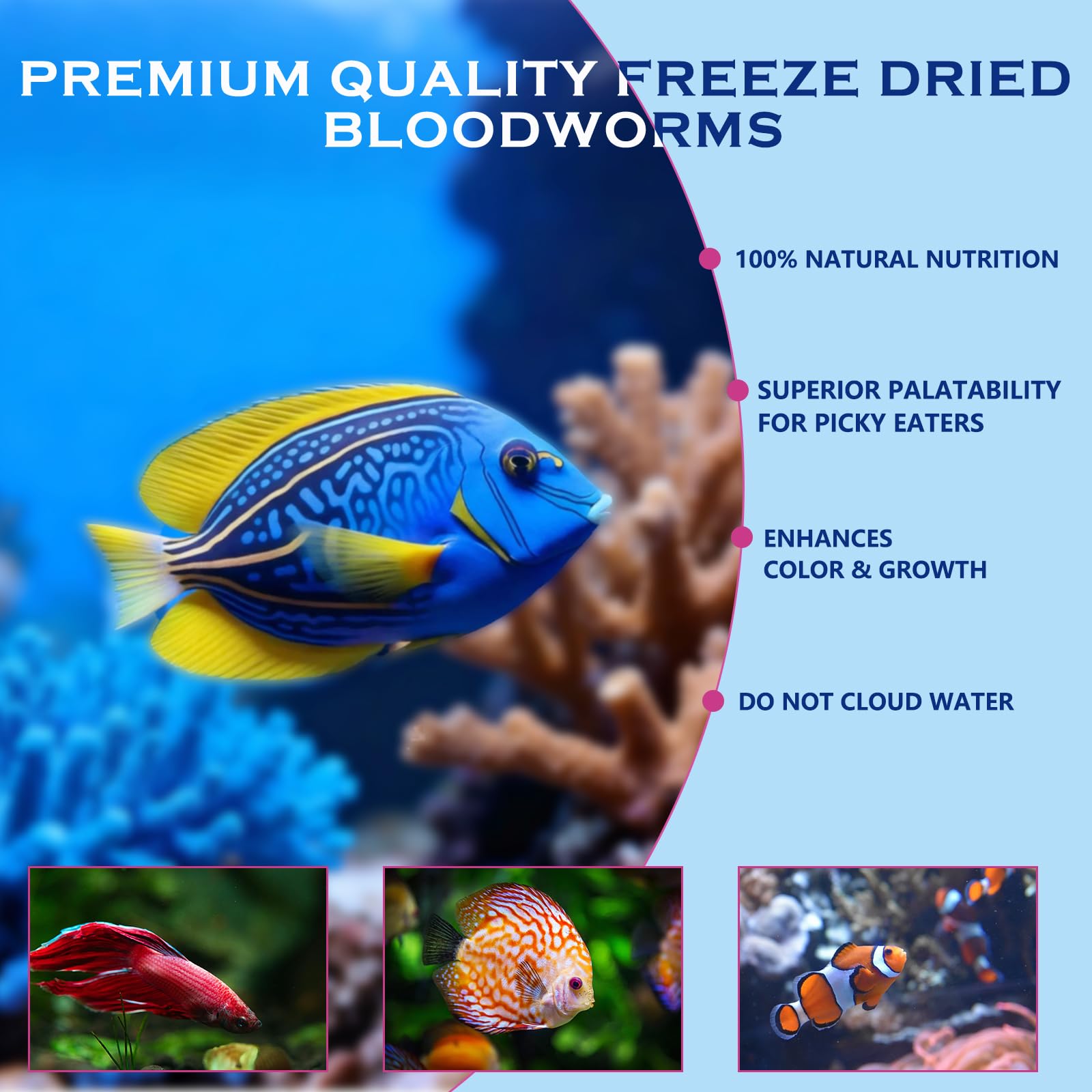 Vorenzyme pez betta comiendo alimento crujiente, palatabilidad para peces exigentes.