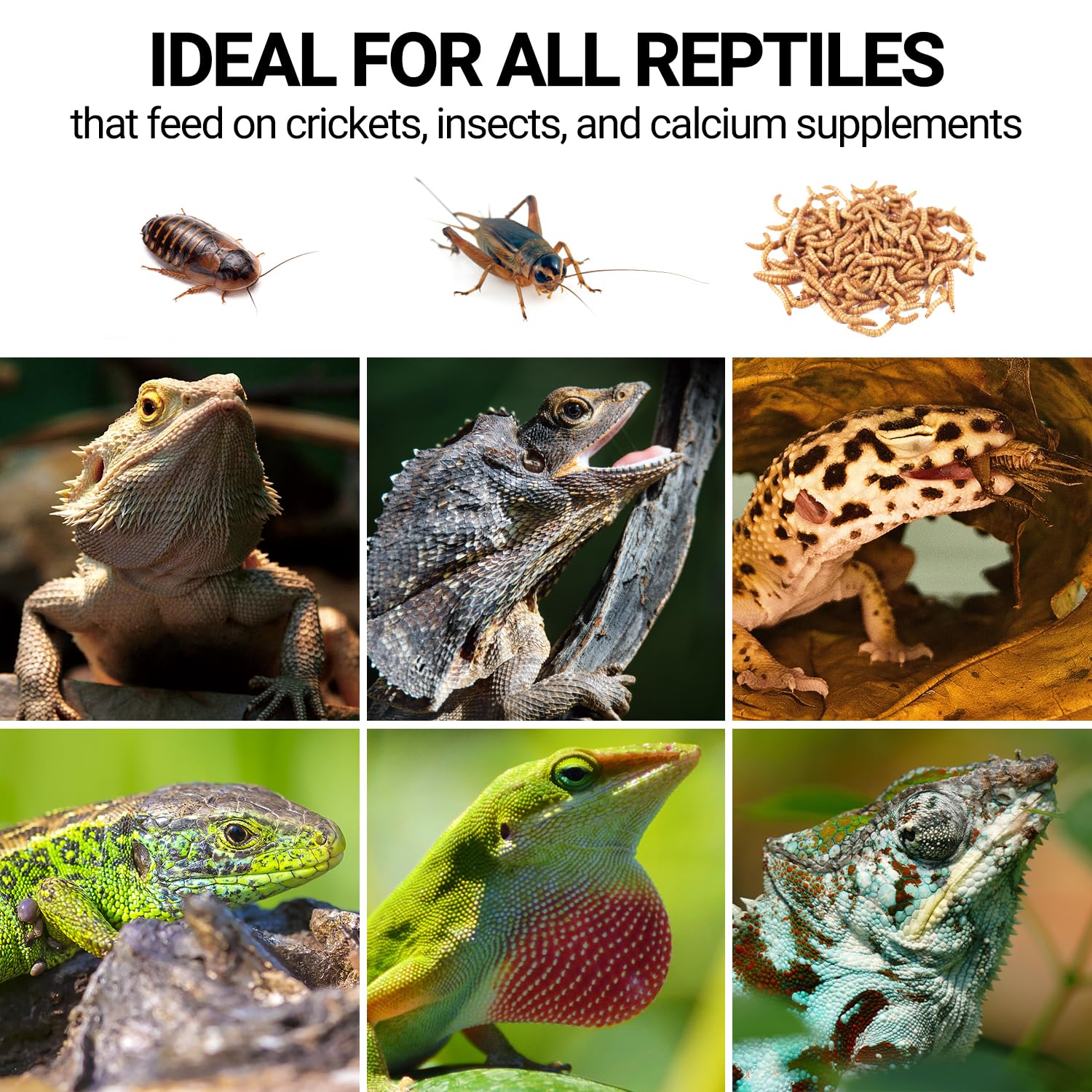 WACOOL TERRA Accesorio práctico para enriquecer la dieta de reptiles.