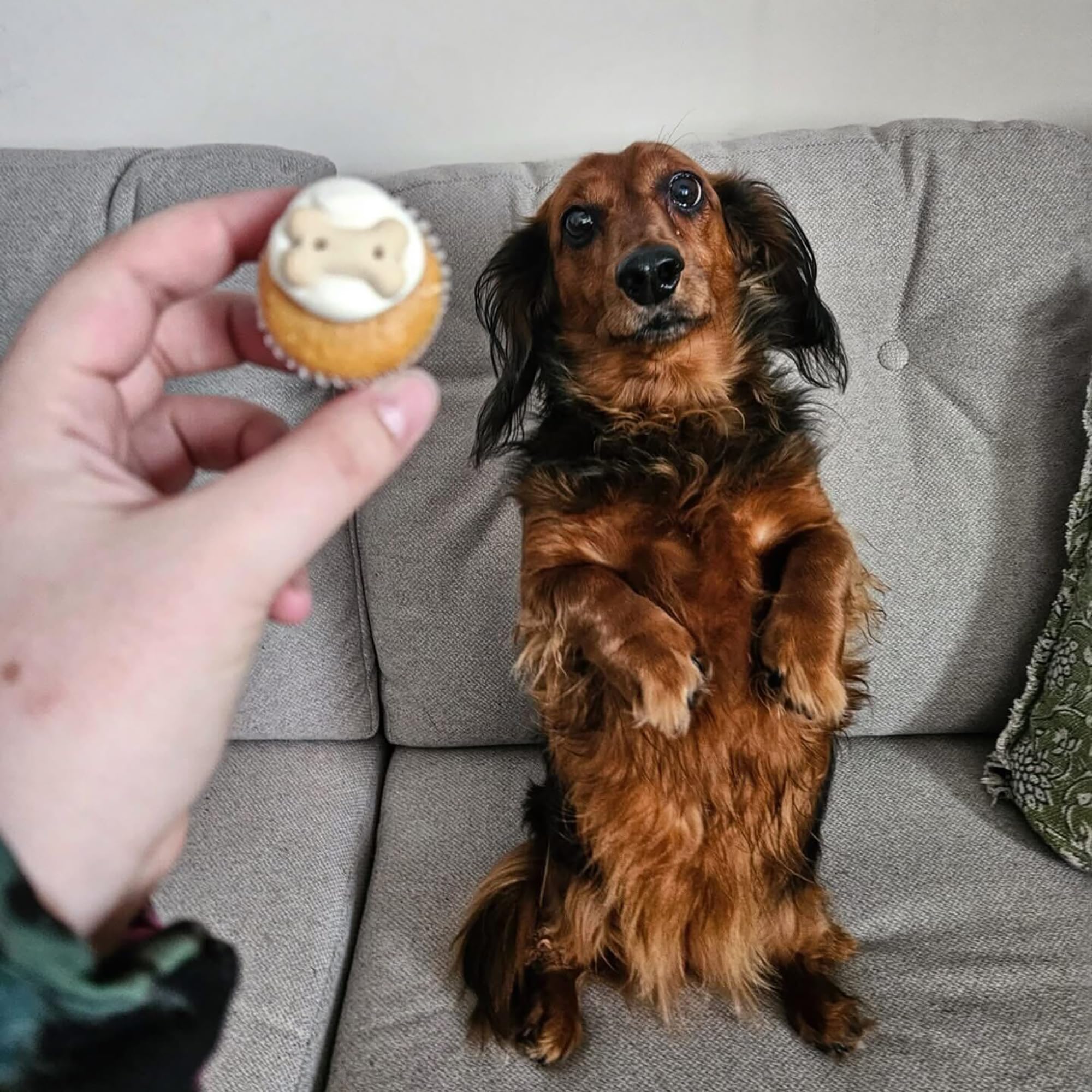 Presentación en bolsa resellable de Puppin Mini Cupcake Wagging Dog Bakery