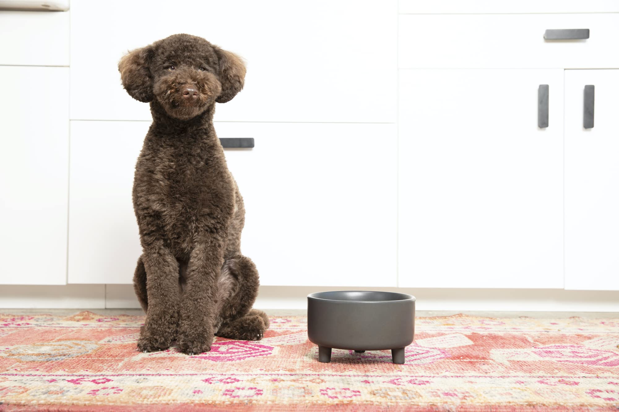 Tazón Waggo Uplift para perros medianos, base estable para cada comida