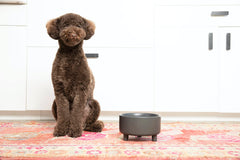 Tazón Waggo Uplift para perros medianos, base estable para cada comida