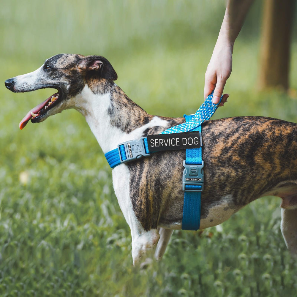 Fijación tipo gancho WALITEFU para collar o arnés.