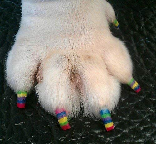 Esmalte para cumpleaños de perro con Pawdicure color morado.