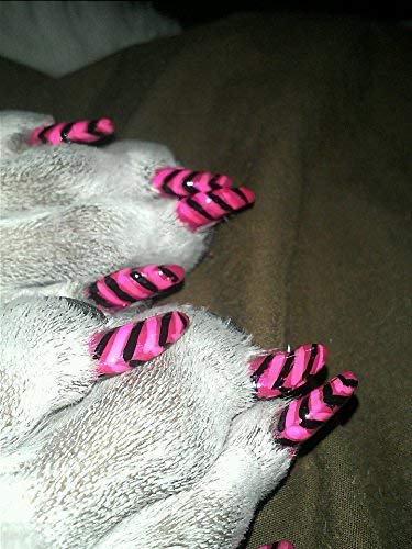 Pawdicure Warren London, perfecto para cumpleaños caninos y disfraces