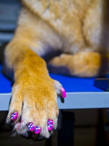 Colección de 13 colores Pawdicure para perros.