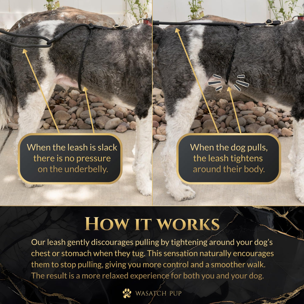 Wasatch Pup: cinturón ajustable para razas pequeñas y medianas
