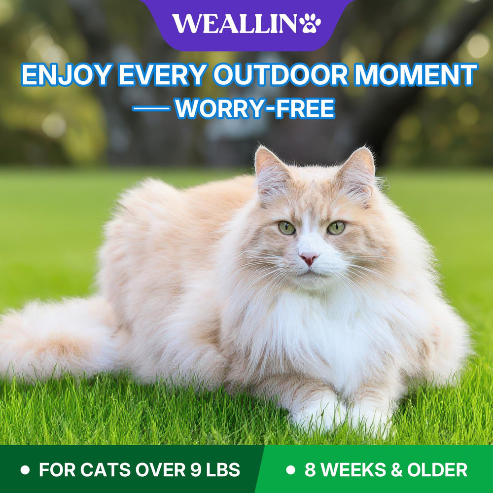 Apoyo de WEALLIN para protección a largo plazo del felino.